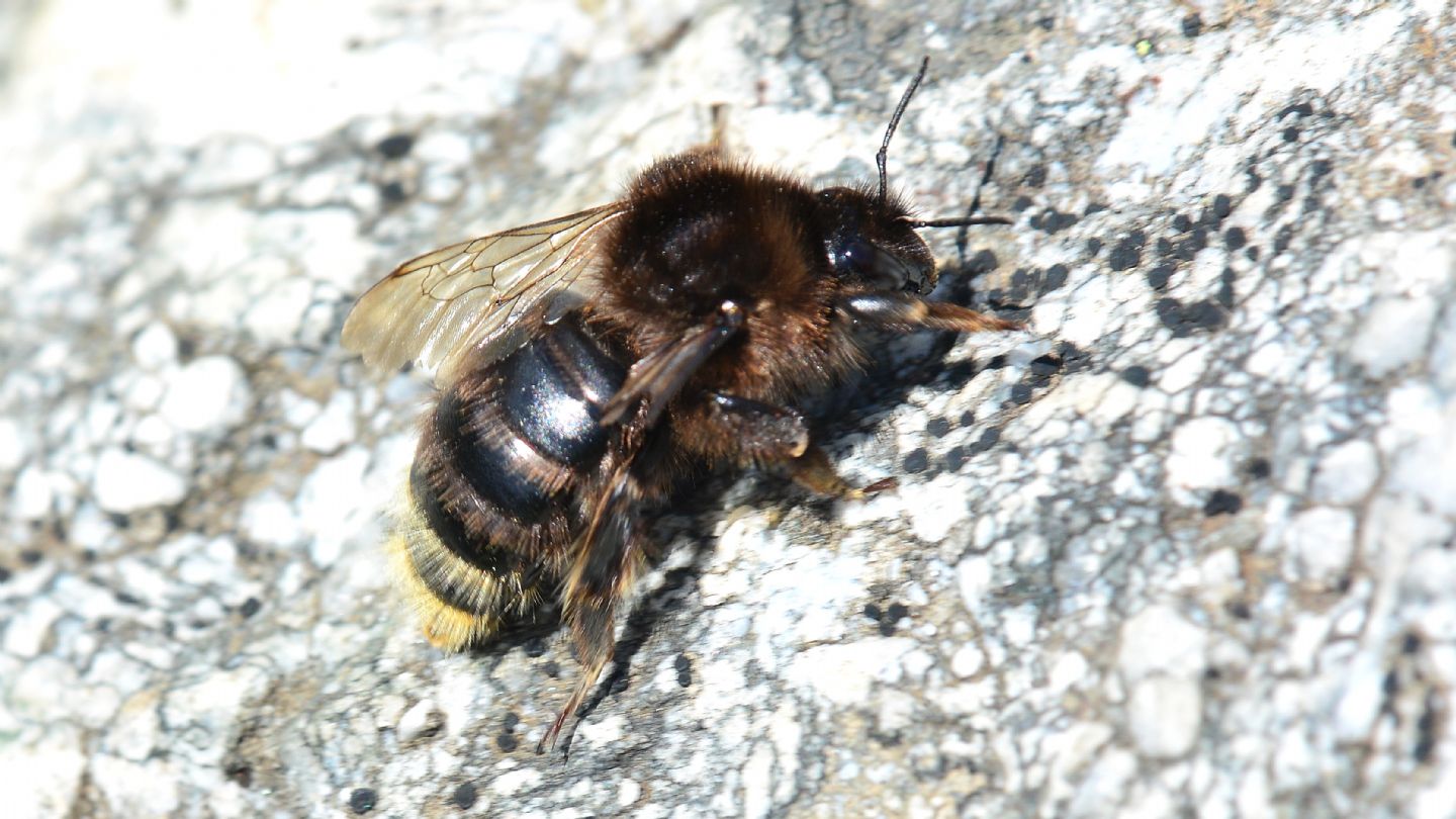 Apidae: Bombus sp.