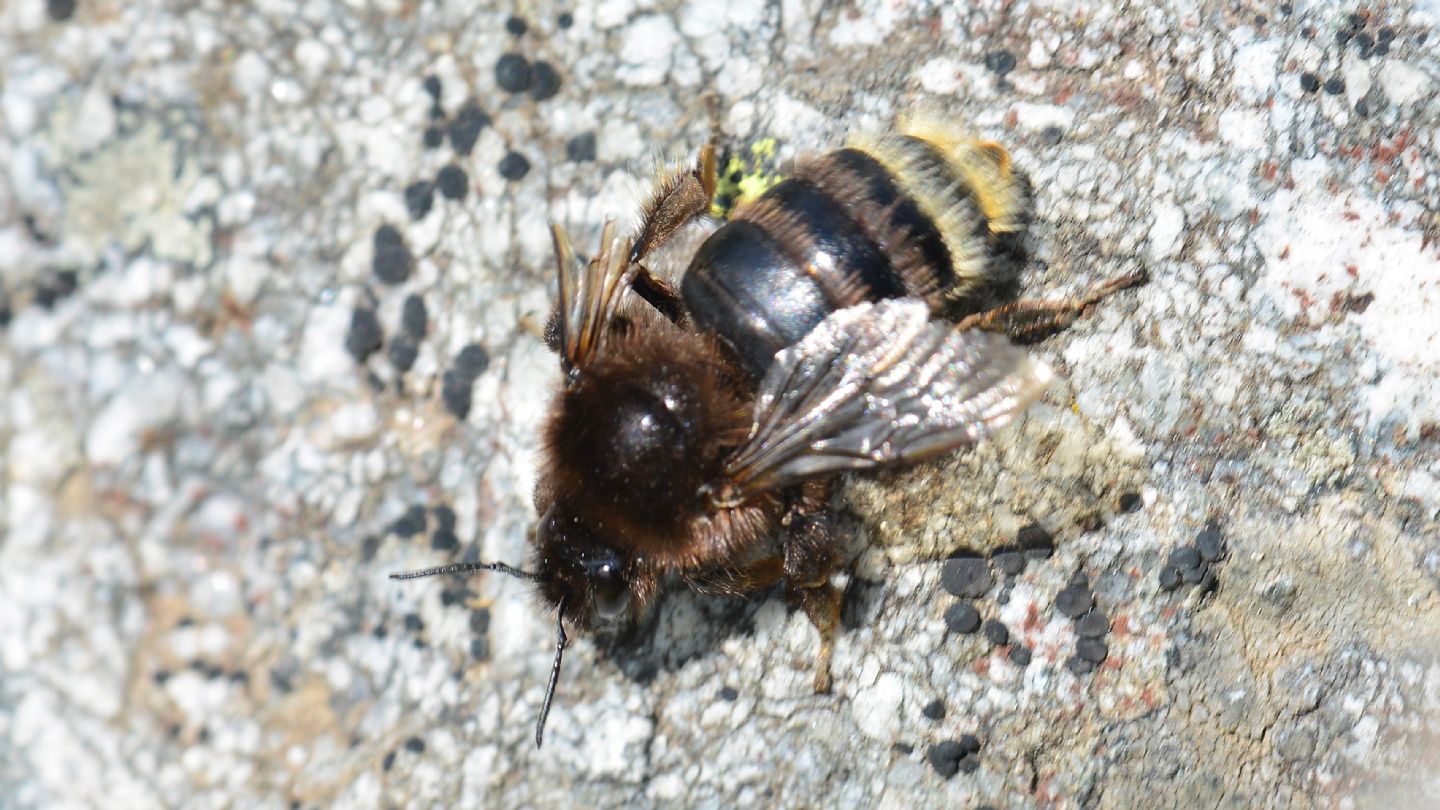 Apidae: Bombus sp.