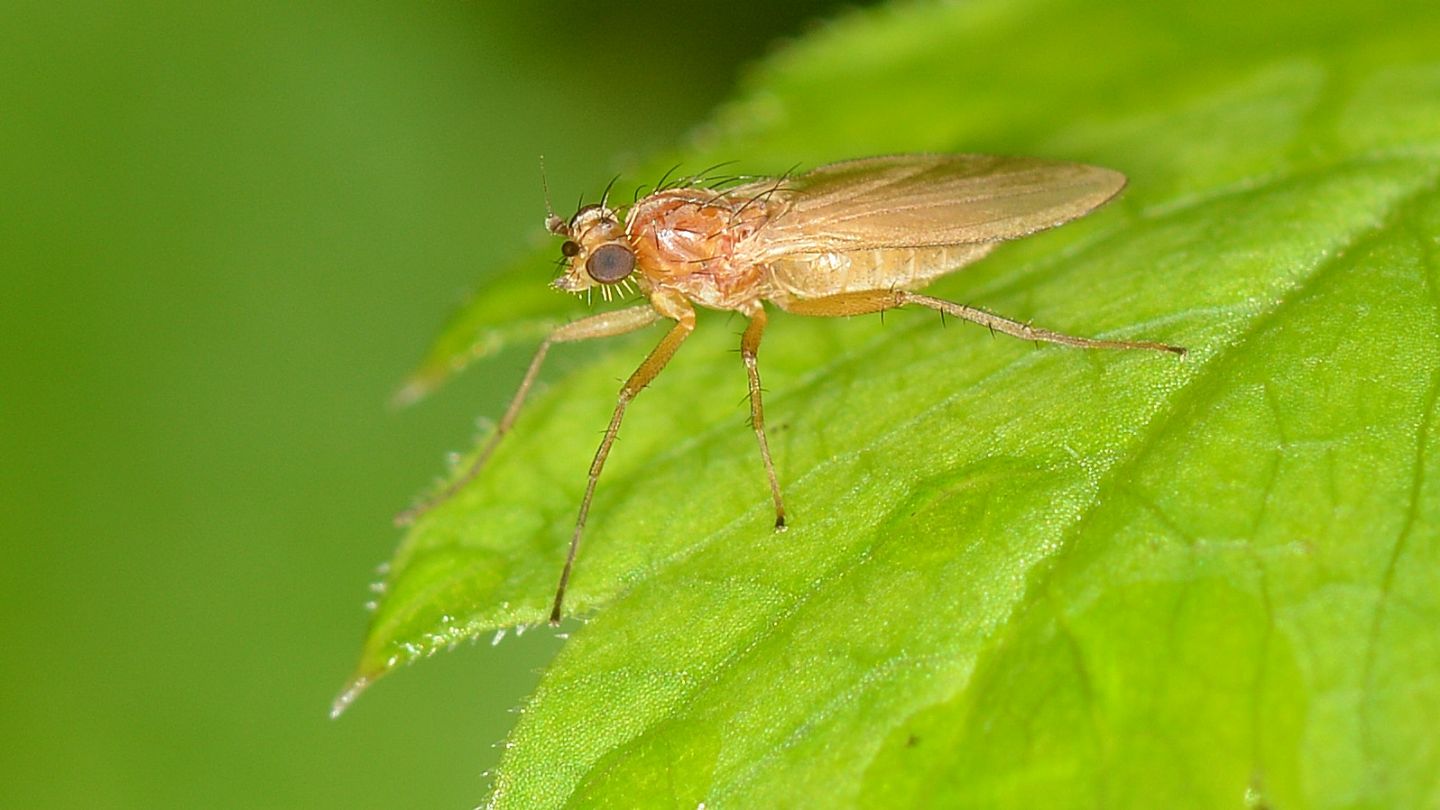 Lonchopteridae: Lonchoptera cfr. bifurcata