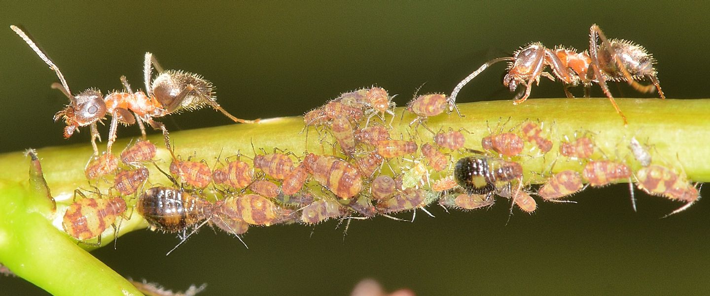 Afidi su pioppo giovane: Chaitophorus populeti