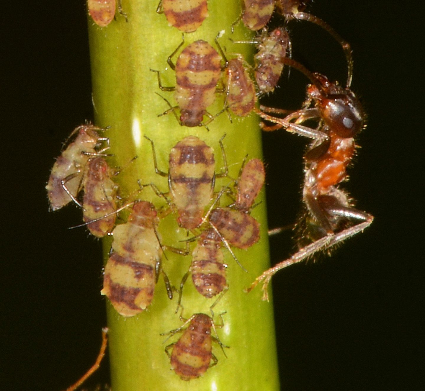 Afidi su pioppo giovane: Chaitophorus populeti