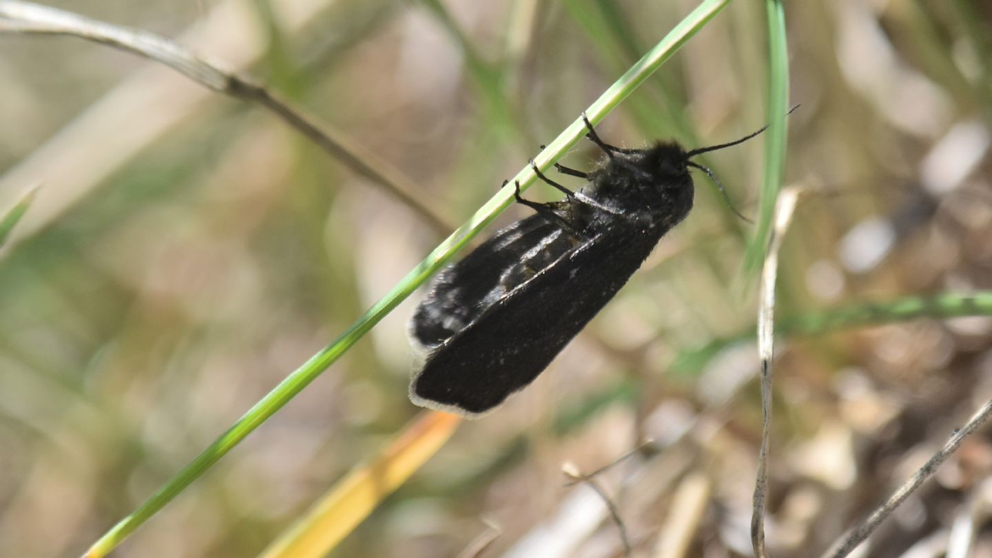 Farfalla nera: Typhonia ciliaris, femmina - Psychidae