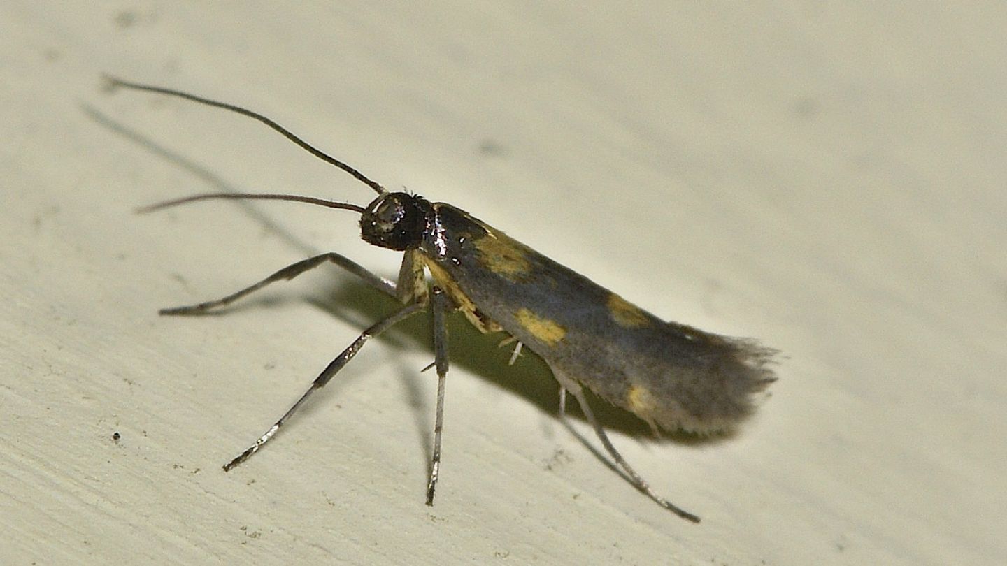 Euspilapteryx auroguttella - Gracillariidae