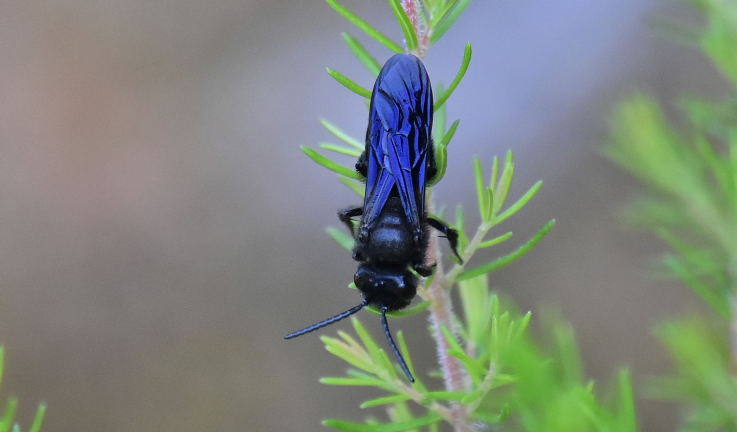 Apidae Andreninae: Andrena pilipes, maschio