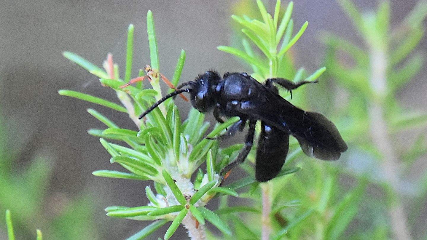 Apidae Andreninae: Andrena pilipes, maschio