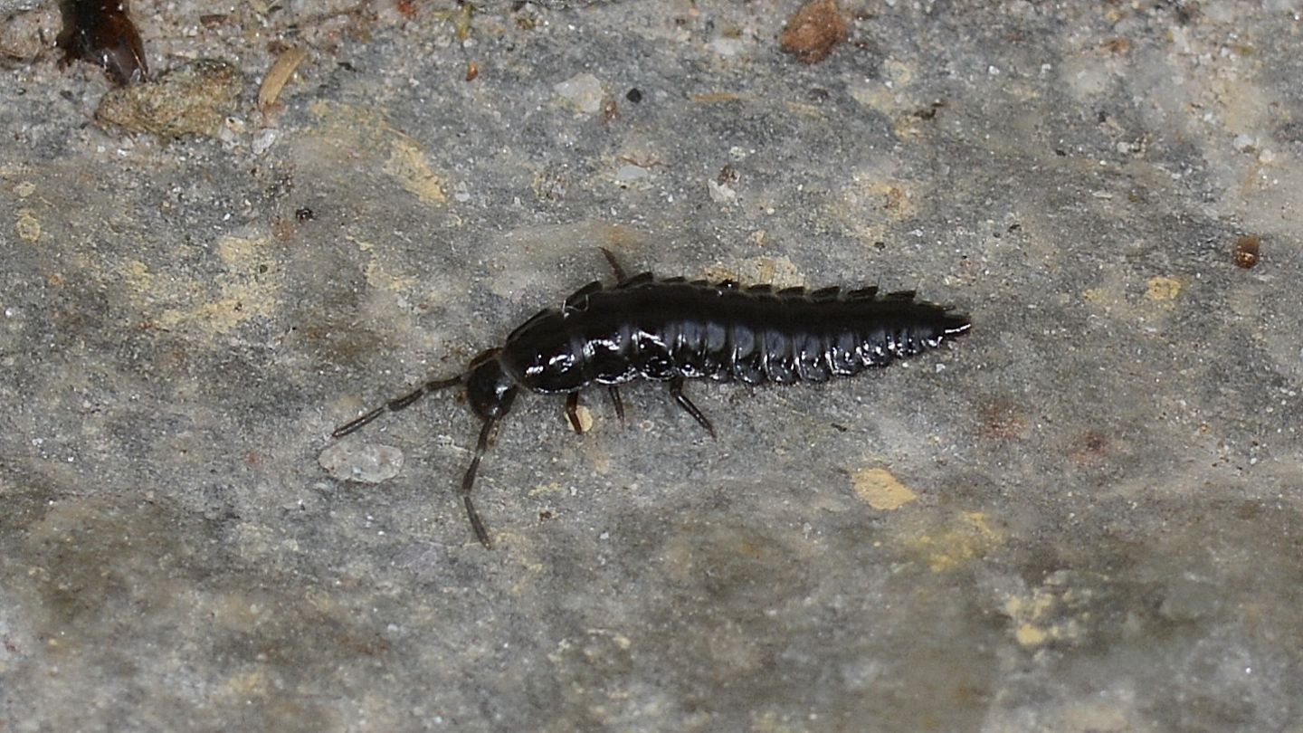 larva di Silphidae.