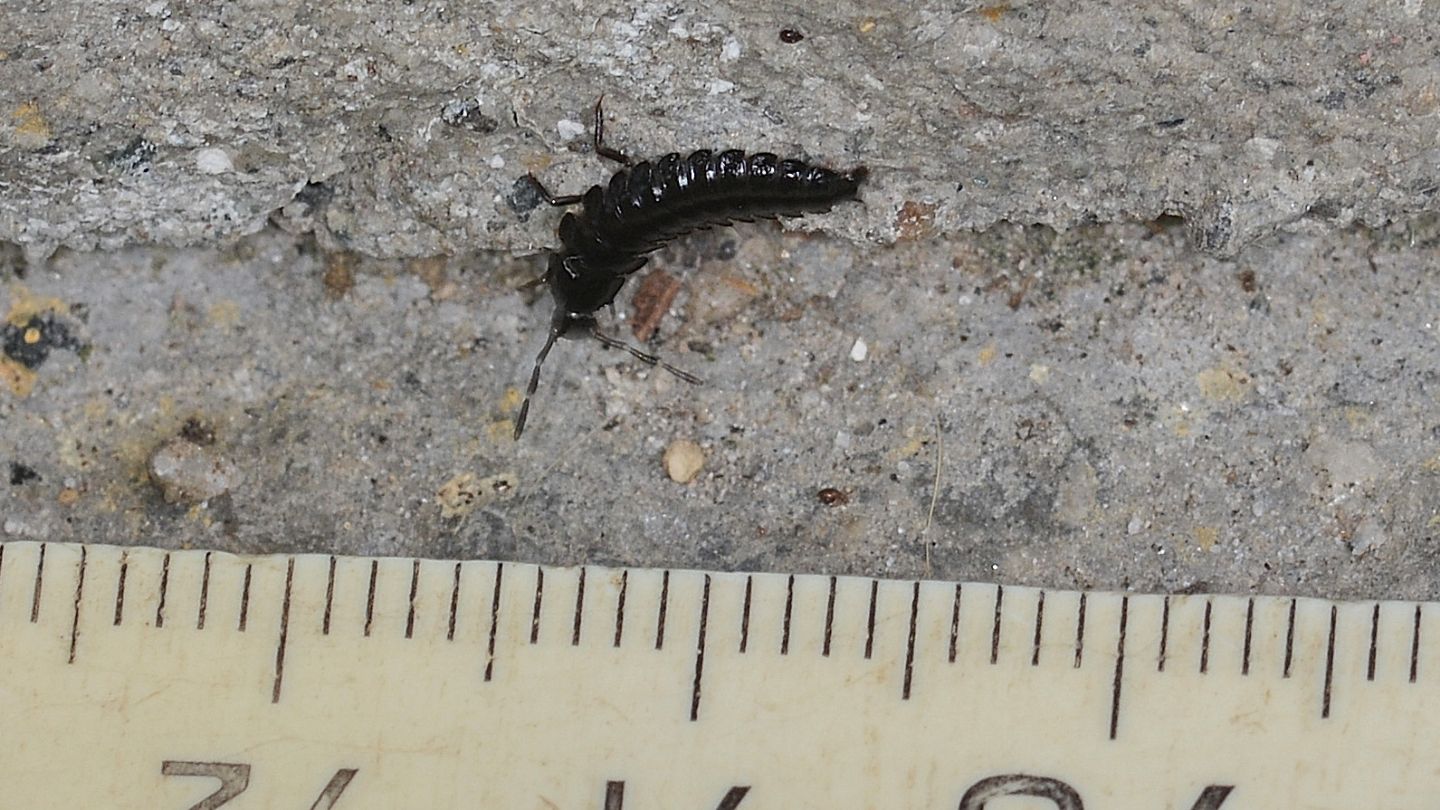 larva di Silphidae.