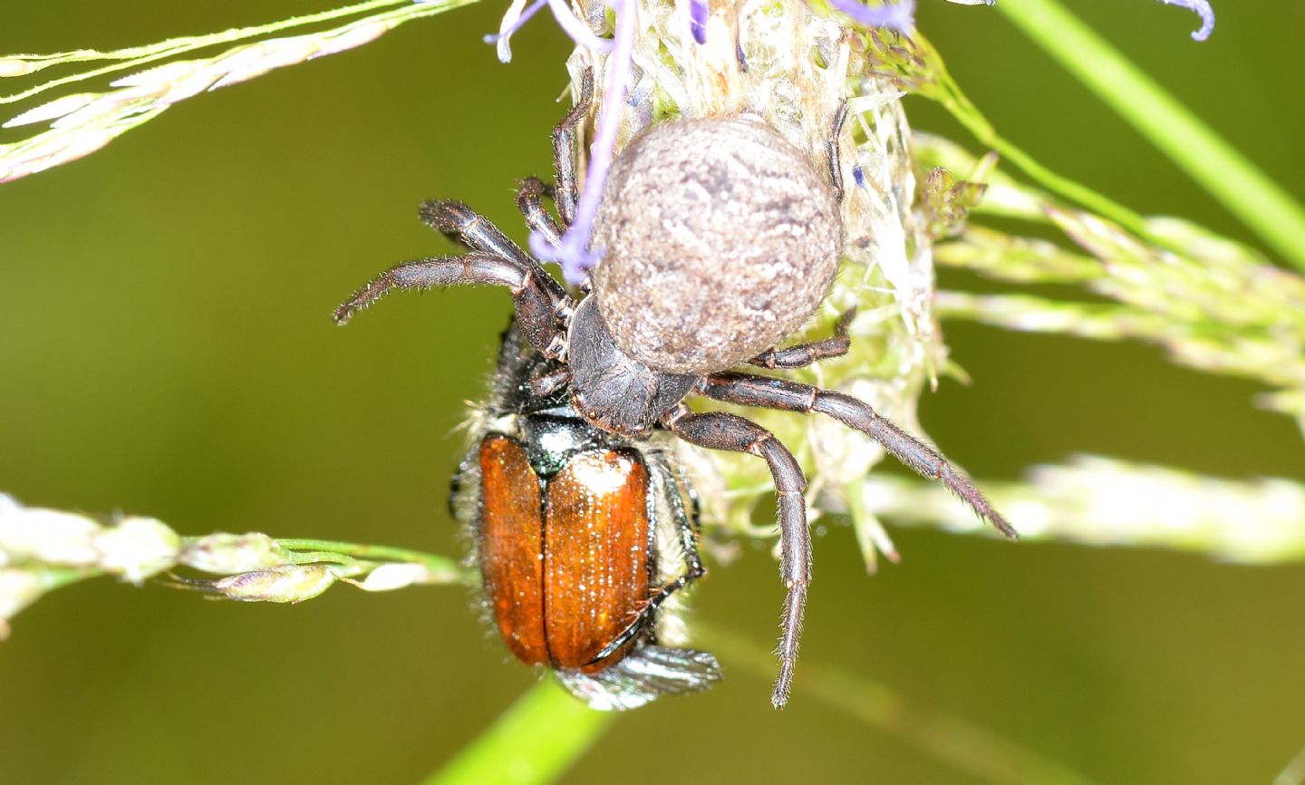 Bassanioides sp. - Bannio Anzino (VCO)