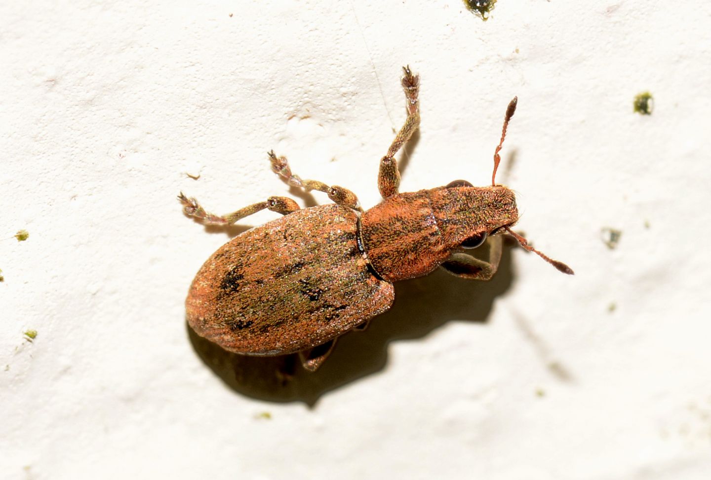 Curculionidae: Sitona puncticollis? S.