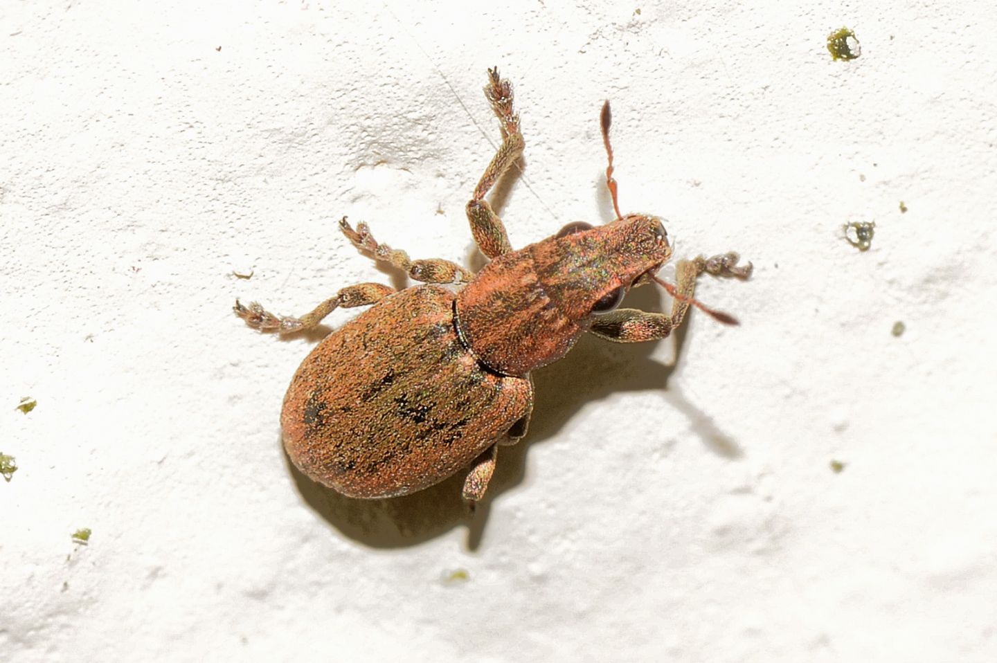 Curculionidae: Sitona puncticollis? S.