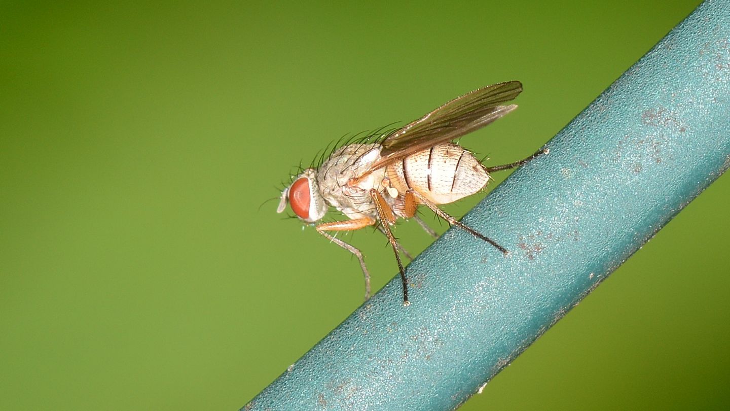 Mosca zebrata