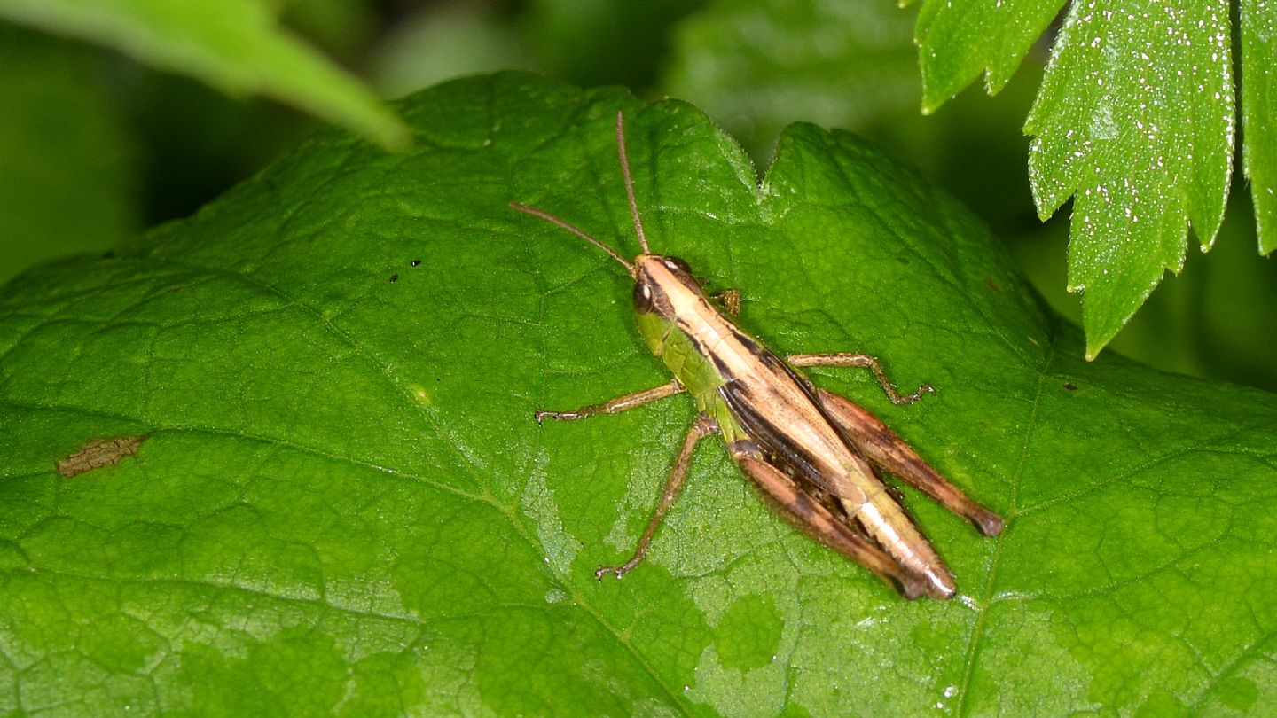 Pseudochorthippus (o Chorthippus) parallelus