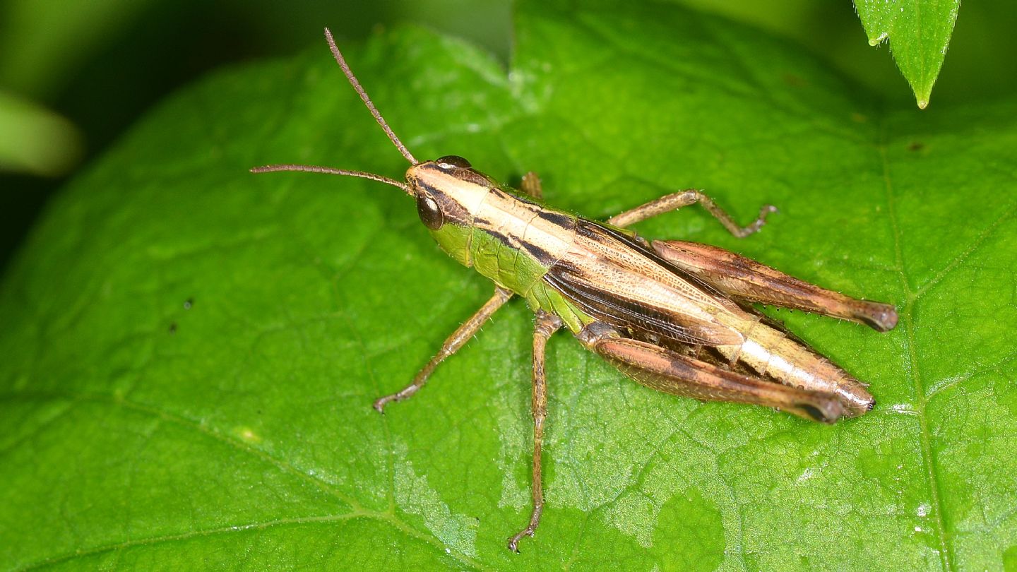 Pseudochorthippus (o Chorthippus) parallelus