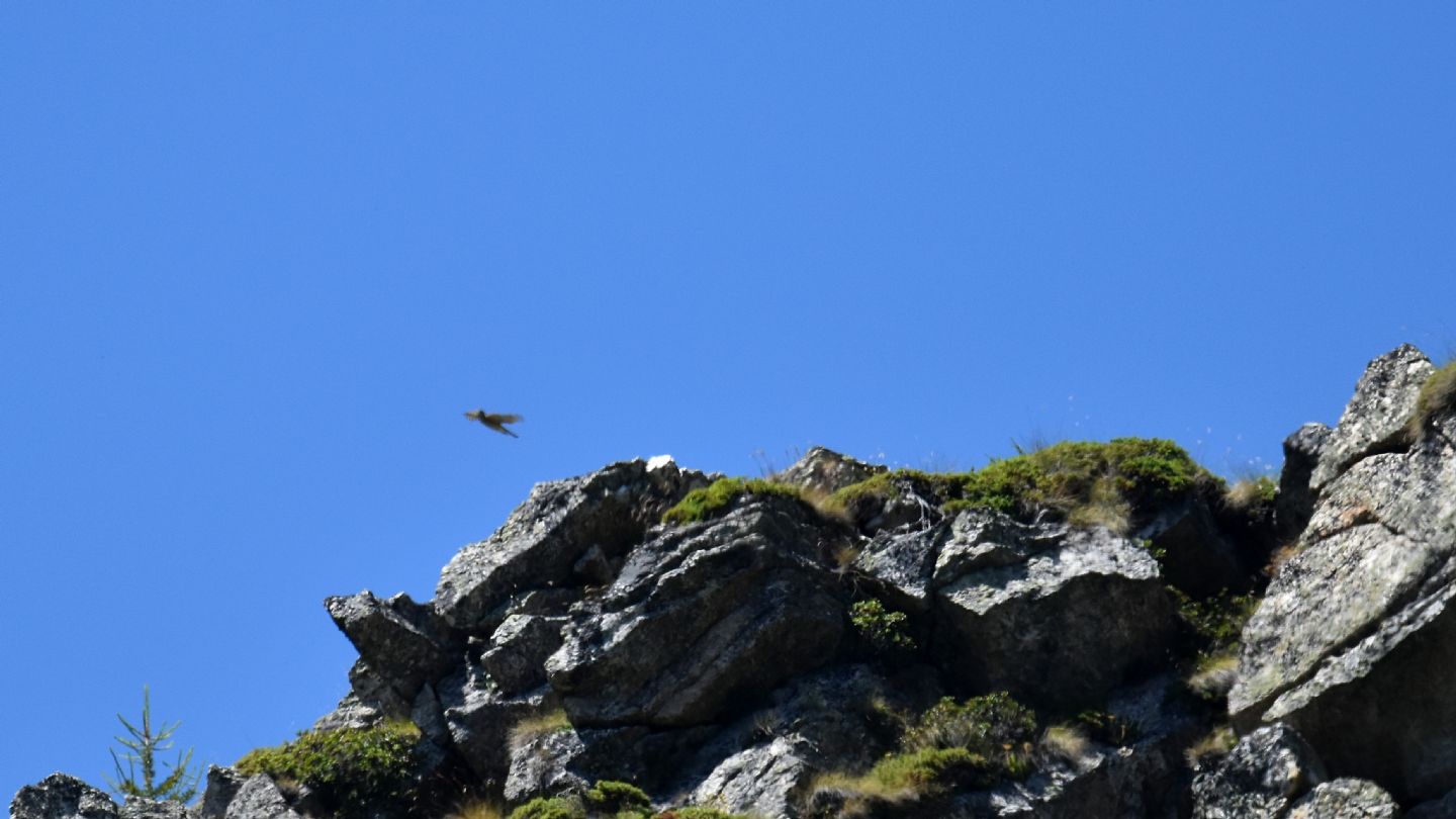 Rapace ... lontano:  Sparviere (Accipiter nisus)