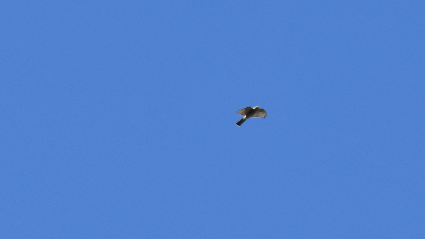 Rapace ... lontano:  Sparviere (Accipiter nisus)
