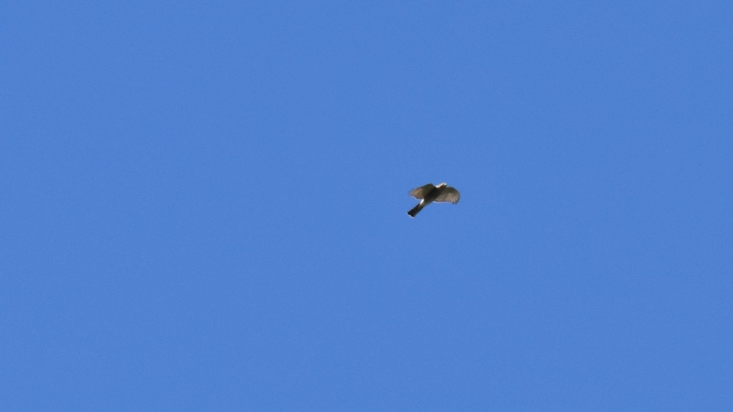 Rapace ... lontano:  Sparviere (Accipiter nisus)