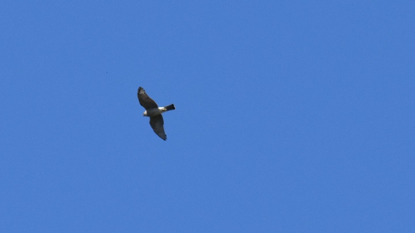 Rapace ... lontano:  Sparviere (Accipiter nisus)