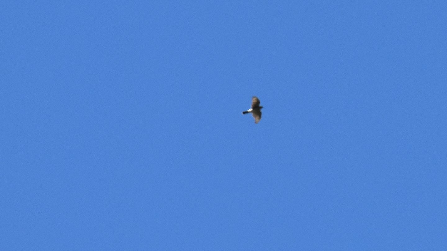 Rapace ... lontano:  Sparviere (Accipiter nisus)