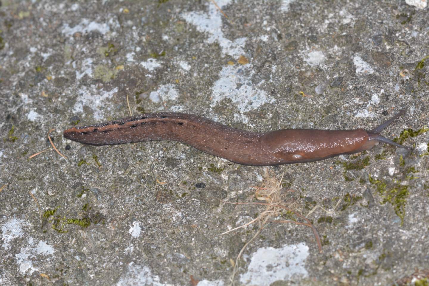 Limax alpinus da Bannio Anzino (VCO)