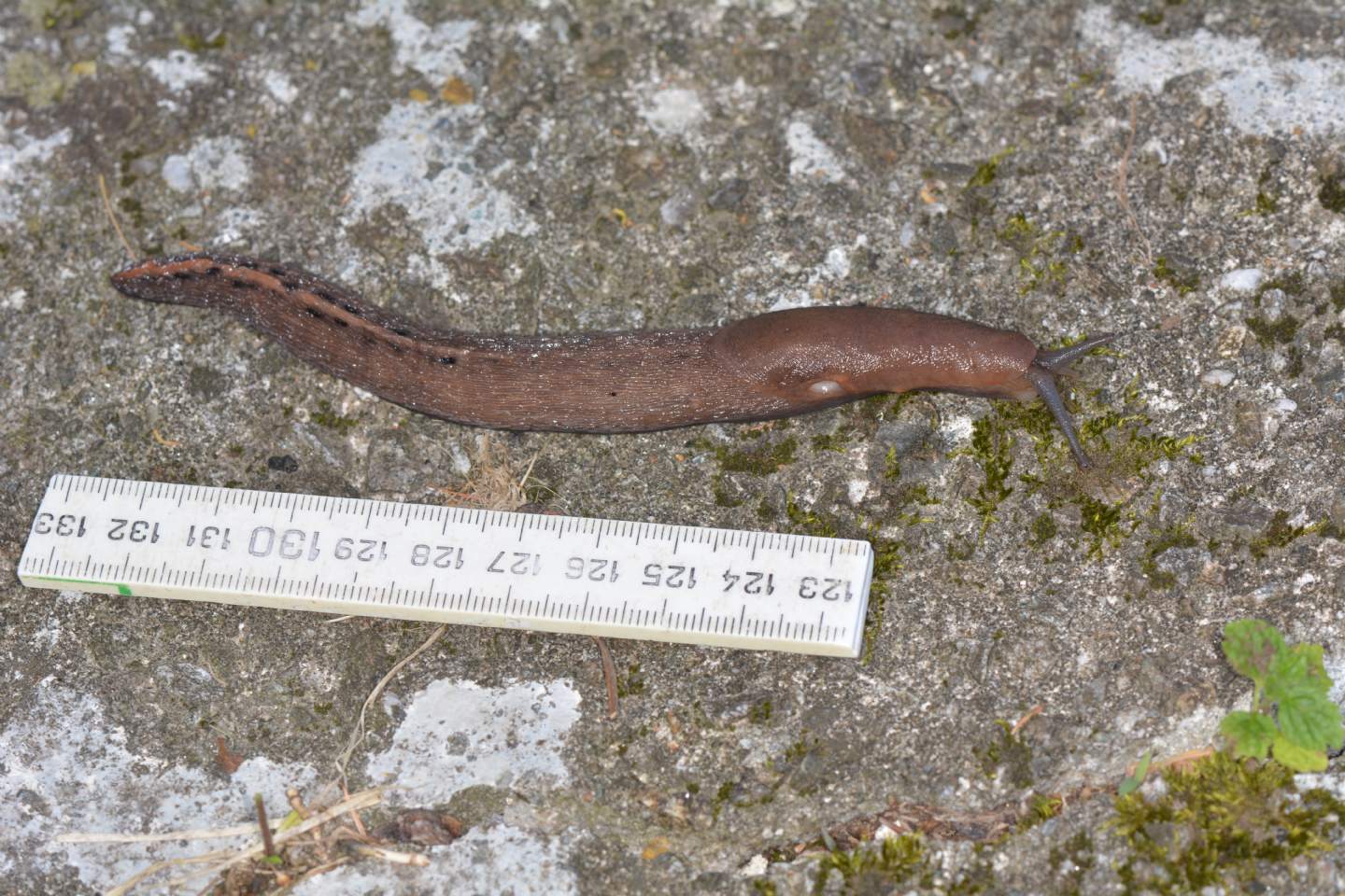 Limax alpinus da Bannio Anzino (VCO)