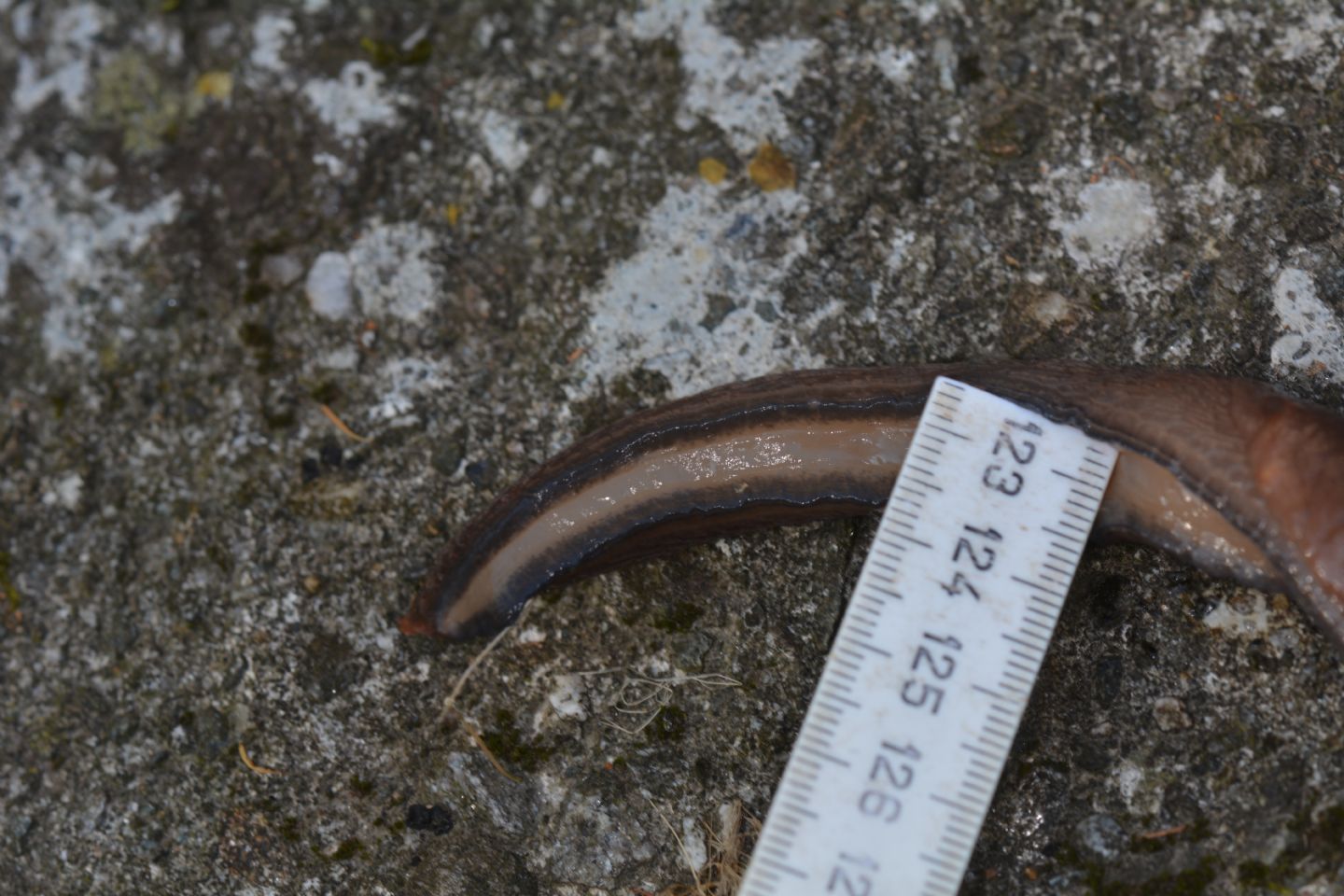 Limax alpinus da Bannio Anzino (VCO)