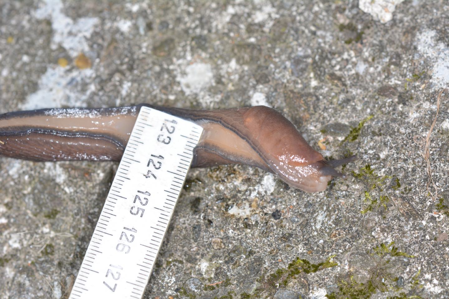 Limax alpinus da Bannio Anzino (VCO)