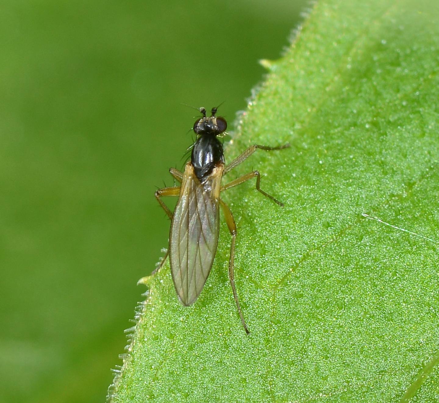 Lonchoptera sp. (Lonchopteridae)