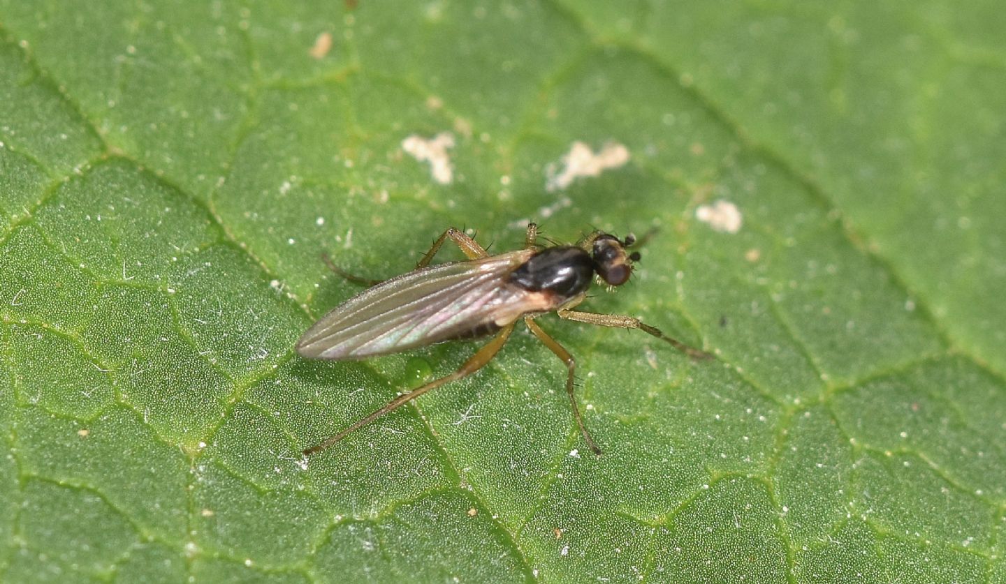 Lonchoptera sp. (Lonchopteridae)