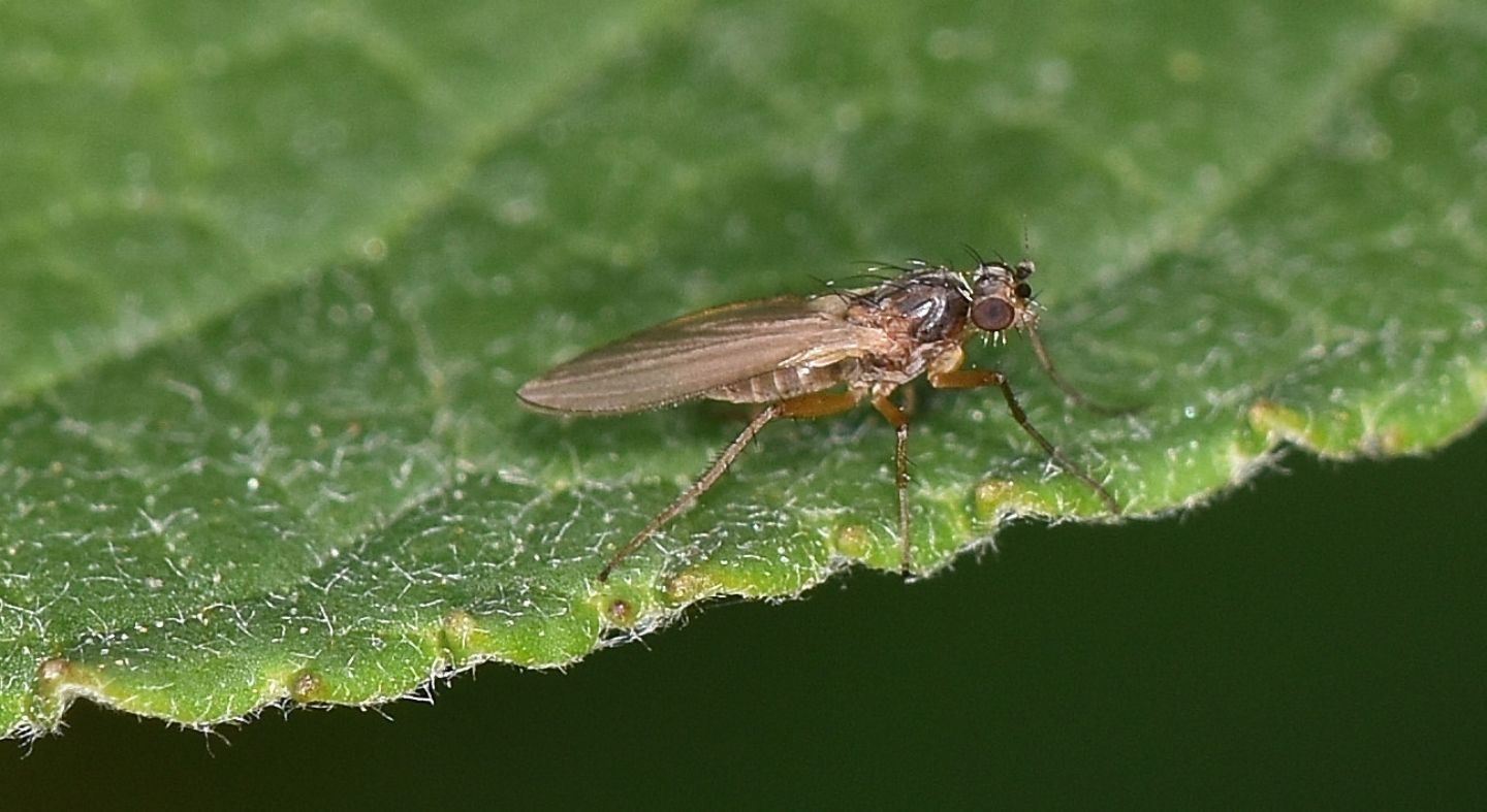 Lonchoptera sp. (Lonchopteridae)