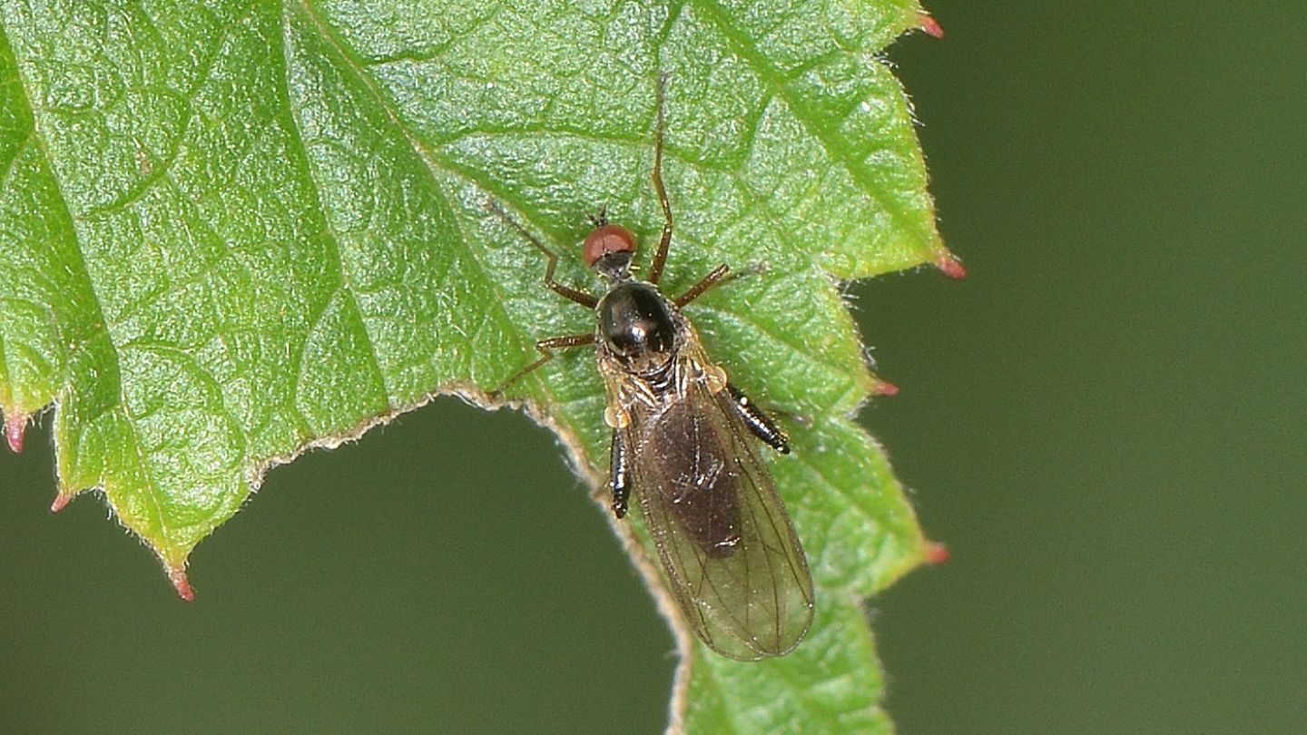 Hybotidae?  S. cfr. Hybos femoratus