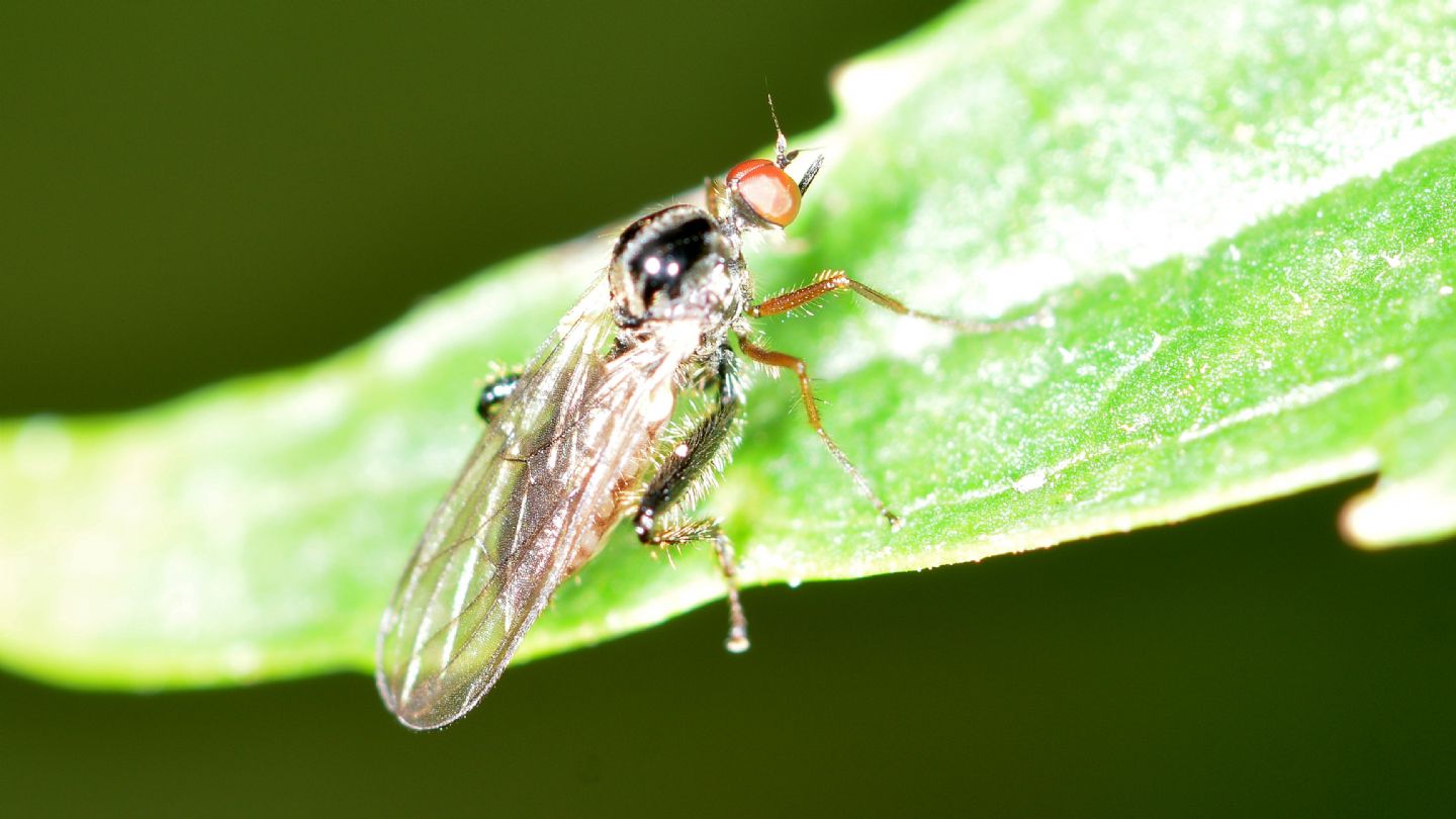 Hybotidae?  S. cfr. Hybos femoratus