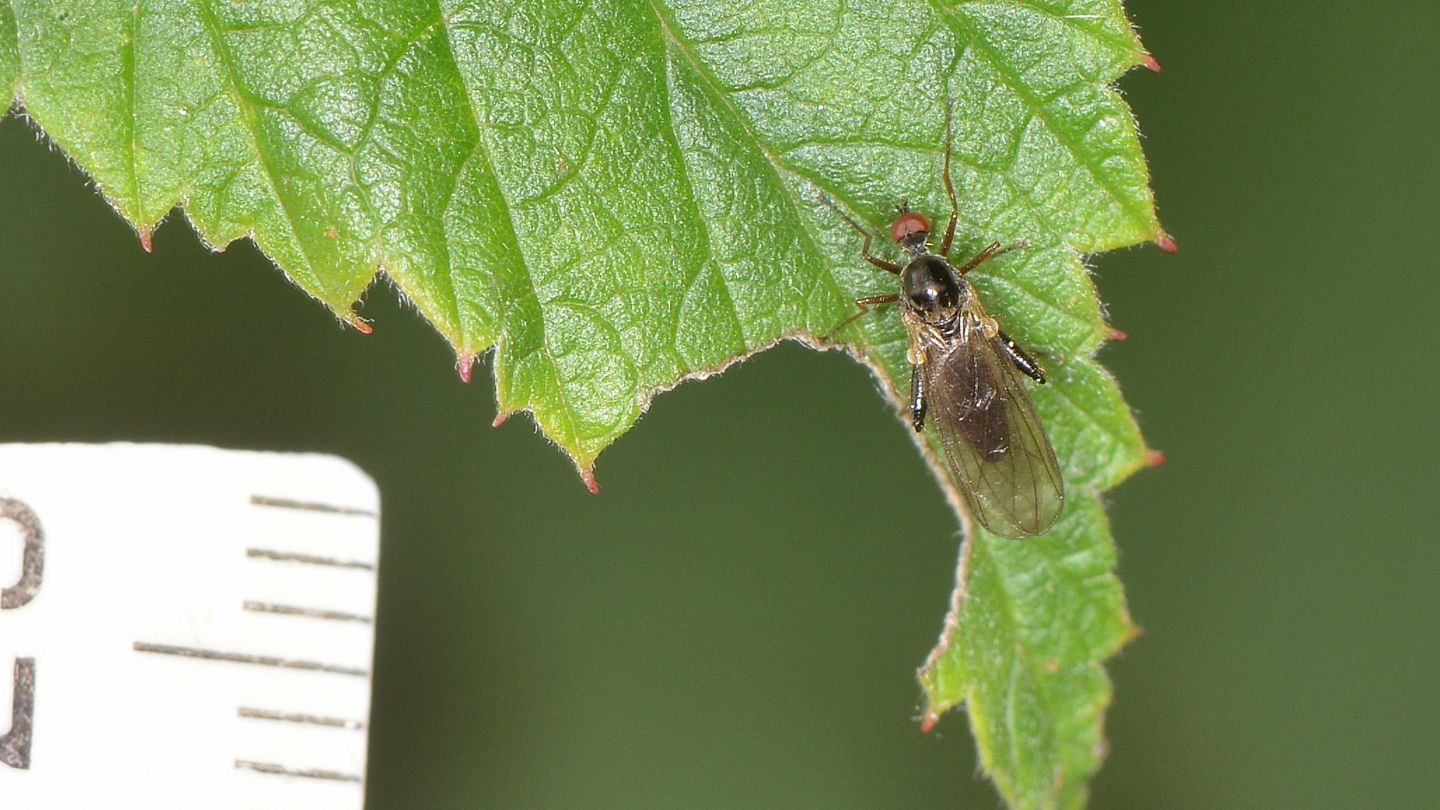 Hybotidae?  S. cfr. Hybos femoratus