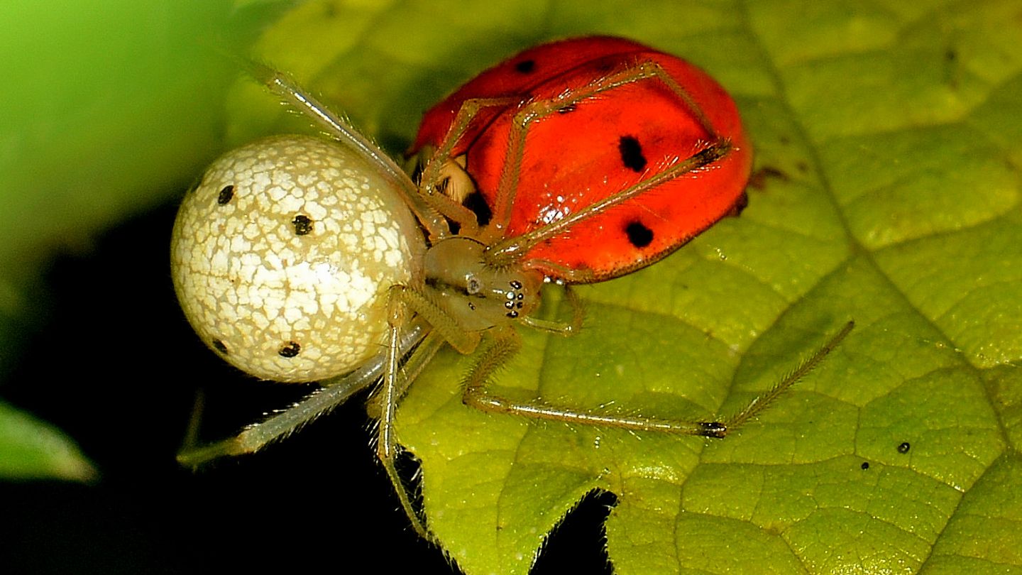 Enoplognatha ovata che preda Coccinellidae - Bannio Anzino (VCO)