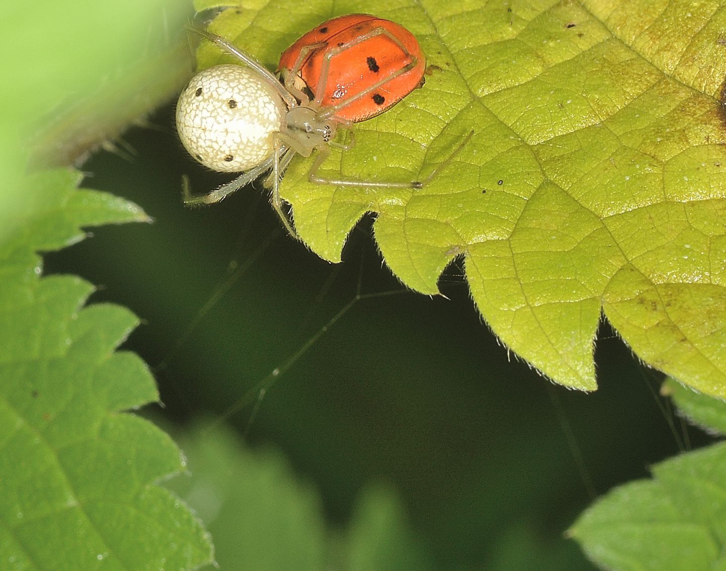 Enoplognatha ovata che preda Coccinellidae - Bannio Anzino (VCO)