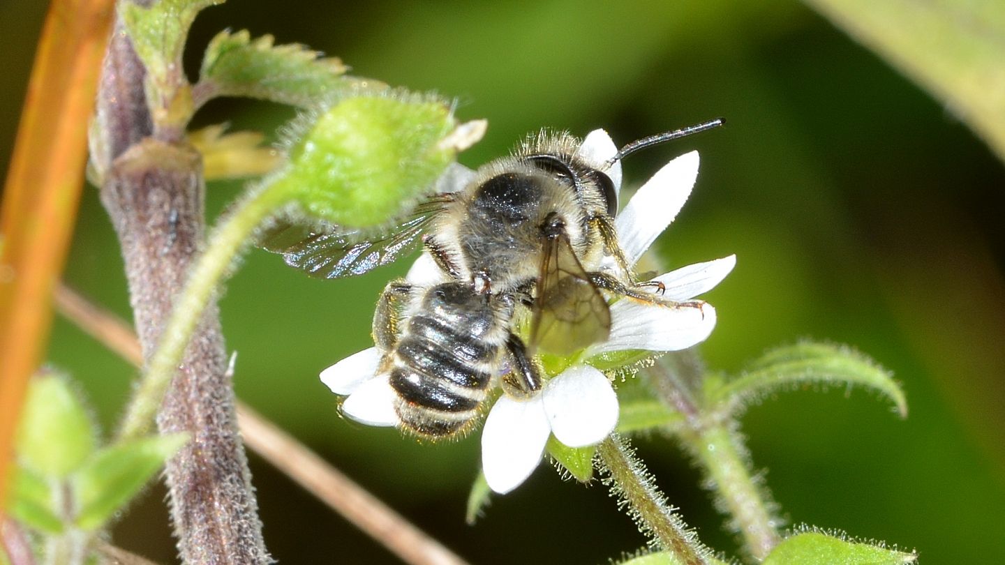 Apidae Megachilinae: Megachile sp., maschio