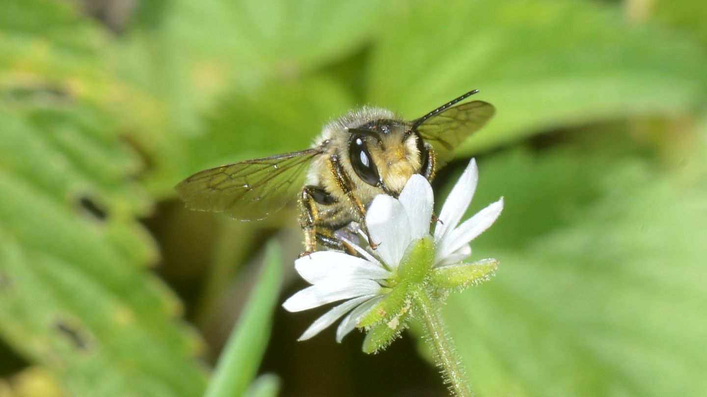 Apidae Megachilinae: Megachile sp., maschio