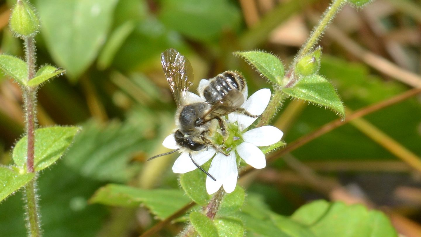 Apidae Megachilinae: Megachile sp., maschio