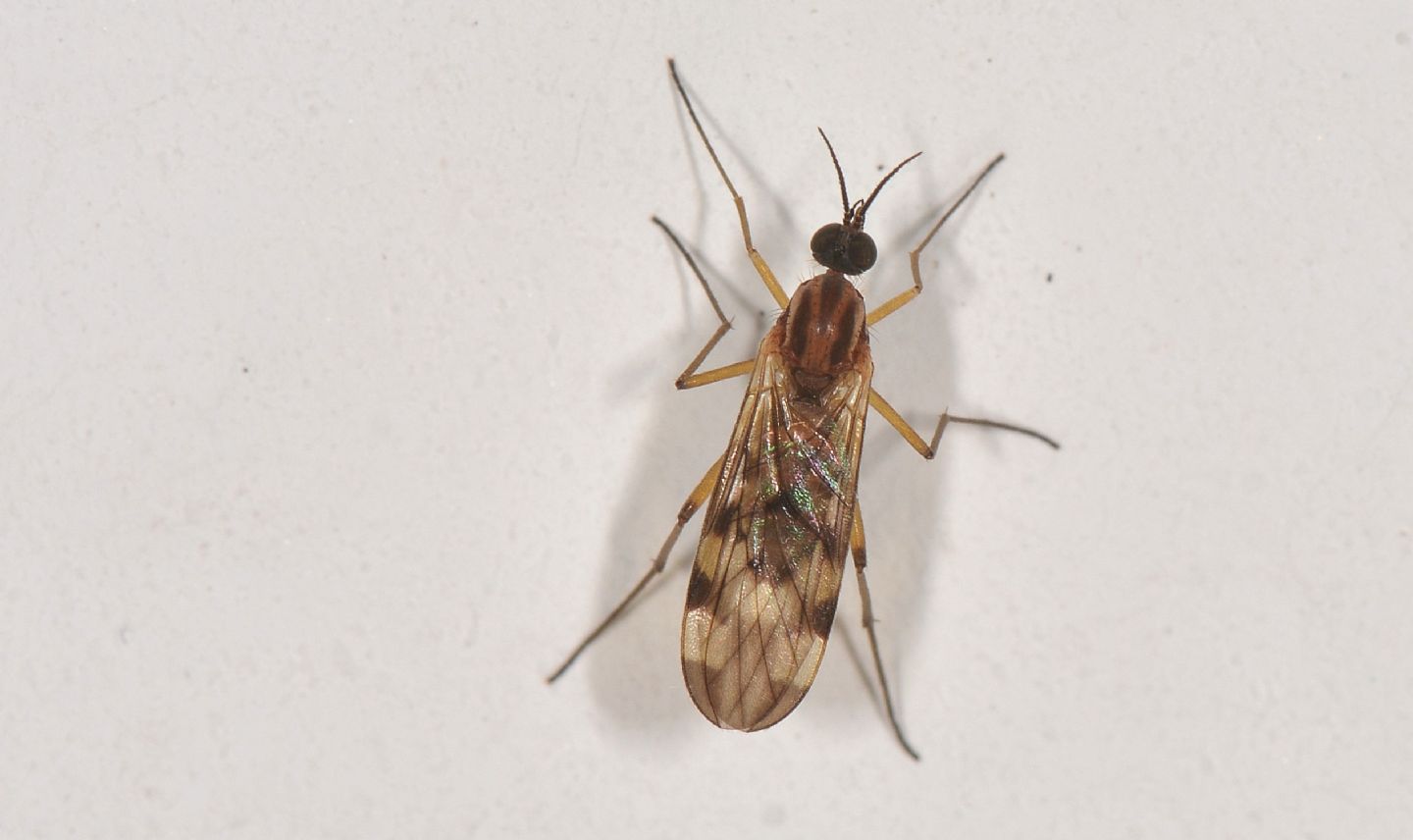 Anisopodidae: Sylvicola sp.