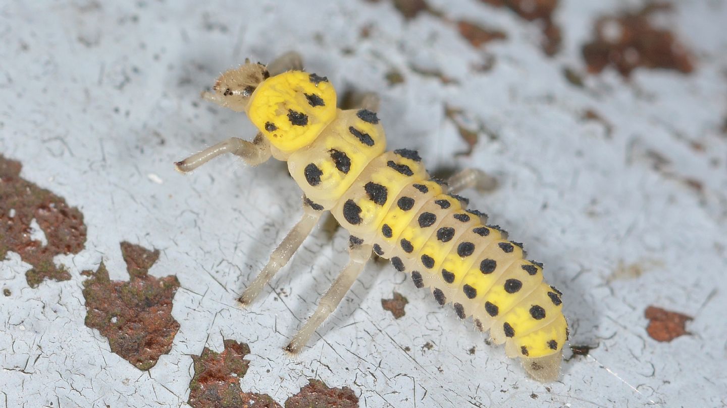Larva di coccinella: Halyzia sedecimguttata