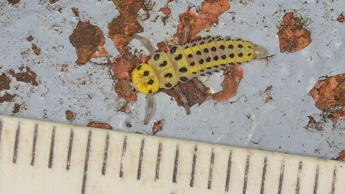 Larva di coccinella: Halyzia sedecimguttata