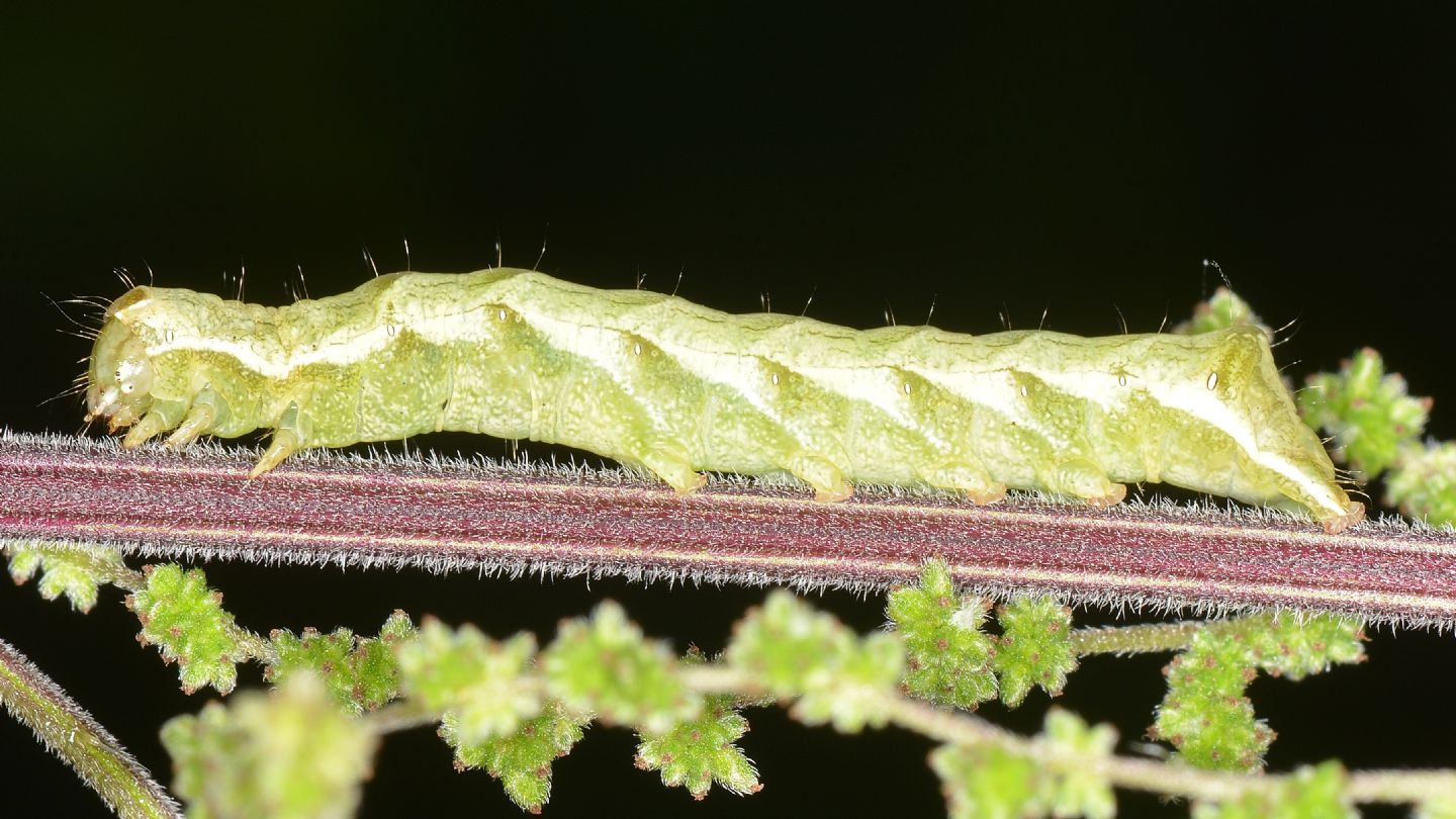 Larva su ortica: Melanchra persicariae - Noctuidae