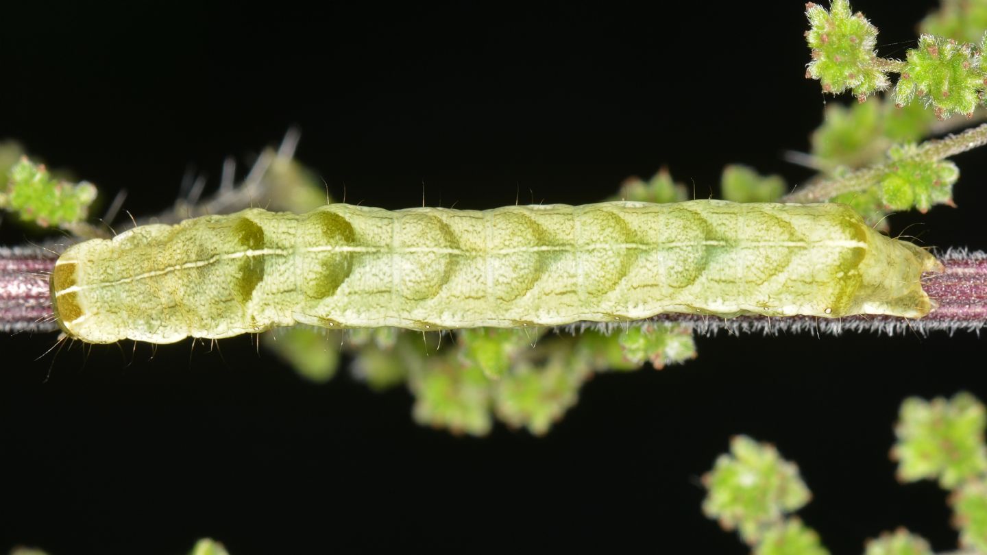 Larva su ortica: Melanchra persicariae - Noctuidae