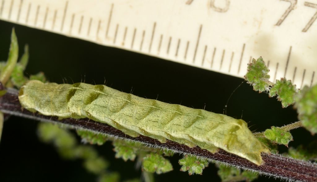 Larva su ortica: Melanchra persicariae - Noctuidae