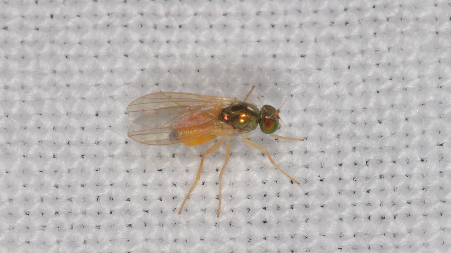 Dolichopodidae: cfr. Chrysotimus molliculus