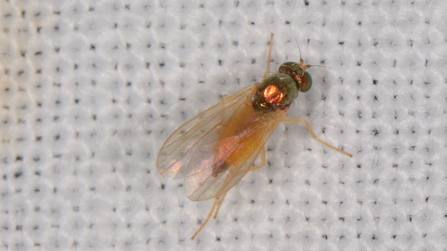 Dolichopodidae: cfr. Chrysotimus molliculus