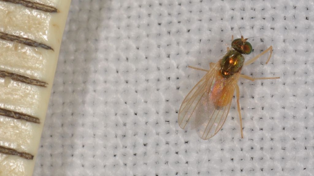 Dolichopodidae: cfr. Chrysotimus molliculus