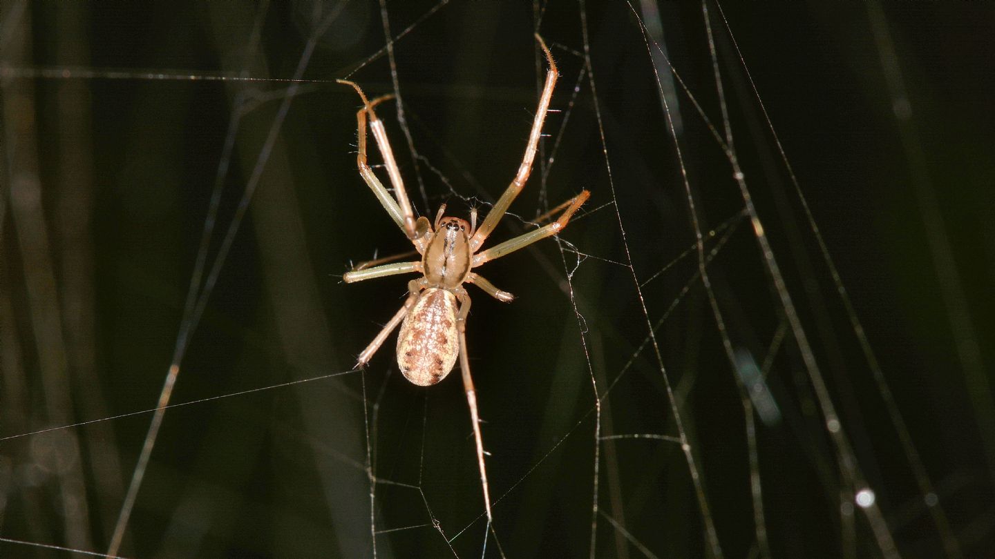 Linyphia sp. (L. triangularis o L. tenuipalpis) - Bannio Anzino (VCO)