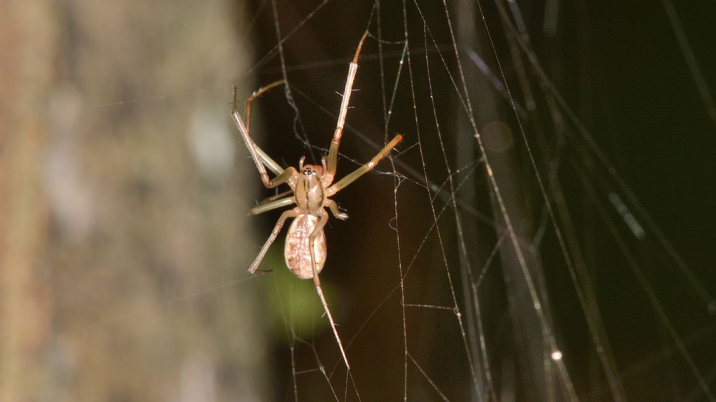 Linyphia sp. (L. triangularis o L. tenuipalpis) - Bannio Anzino (VCO)