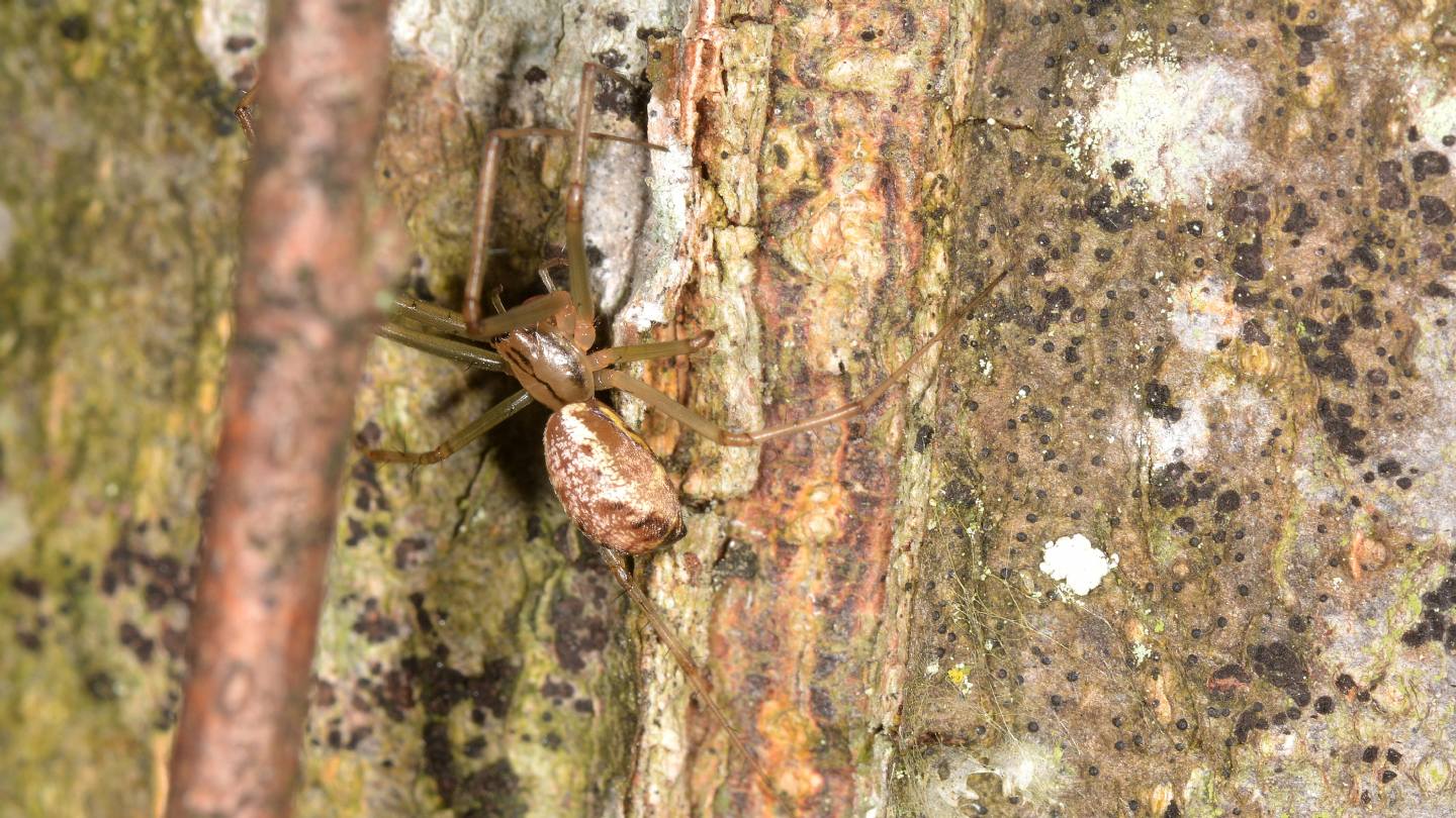 Linyphia sp. (L. triangularis o L. tenuipalpis) - Bannio Anzino (VCO)