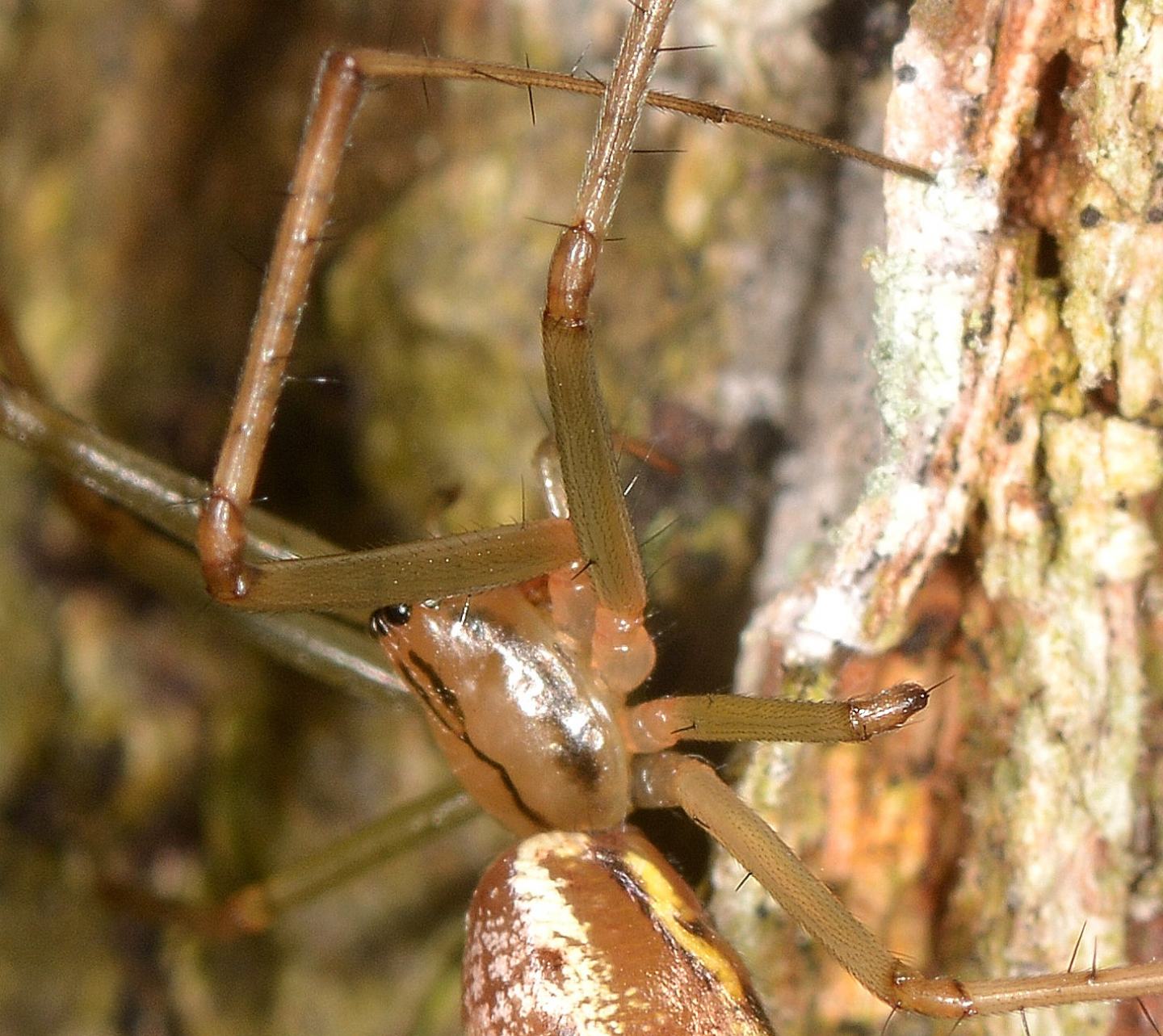 Linyphia sp. (L. triangularis o L. tenuipalpis) - Bannio Anzino (VCO)